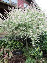 May 2013 Foliage Follow Up Dappled Willow Dappled Willow Dappled Willow Tree Deciduous Trees