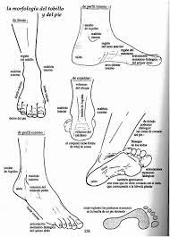 El ser humano usa sus pies para la locomoción bípeda.las estructuras del pie y la mano humanas son variaciones en la anatomía de los mismos cinco dígitos, en común con muchos otrosvertebrados, y una de las dos estructuras de huesos más complejas del cuerpo. Partes Del Pie Humano