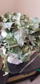 English ivy is equally happy cascading over the side of a basket or twining up a support. Ivy Leaves Drying Out But Not Falling Off Help Horticulture