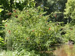 Image result for Sesbania brevipedunculata