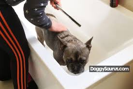 You can bathe them less frequently, but it is not recommended to bathe any less frequently than every three months. When Can You Give A Puppy A Bath First Time Bathing Tips