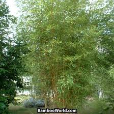 Image result for Justicia phyllostachys