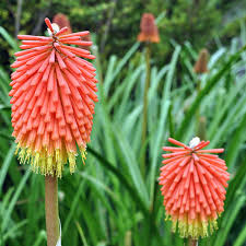 Image result for Kniphofia