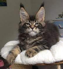 Big Giants Resort S Ilian Cute Cat Breeds Pet Fox Cute Cats