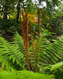 Image result for Osmundaceae