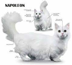 Sedangkan untuk harga kucing ragdoll kitten adopsi biasanya lebih murah dibanding ragdoll dewasa, harga yang dibandrol sekitar rp 2.500.000. Free Adopt Cat Dog Freeadopt Twitter