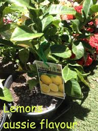 The big plant nursery stocks an inspirational range of plants and trees in a variety of standard and specimen sizes to suit most budgets. Garden Supplies Brisbane South Wellers Hill Hardware