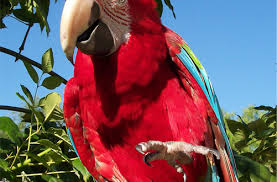 صور ببغاء مكاو احمر وازرق Hd Parrots Parrot Bird