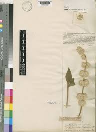 Image result for Cyathula polycephala