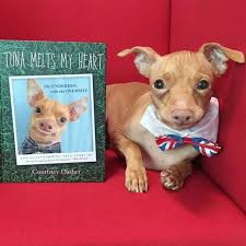 Tuna Melts My Heart The Underdog With The Overbite Tuna Posing With His Own Book Waiting To Pawagraph It I Love Tuna Tuna Dog Dog Crossbreeds Chiweenie