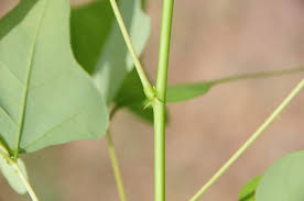 Image result for Eriosema monticola