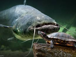 Warum ging der wels überhaupt auf die schildkröte los? Zl8ewo Nlwxxbm
