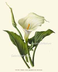 Botanical Print Flower Art Ae41 4x6 5x7 8x10 11x14 Beautiful Etsy In 2021 Botanical Prints Flower Art Botanical
