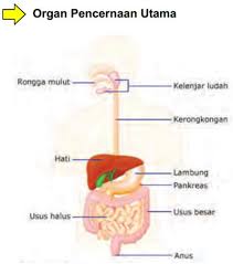 Contoh Soal Dan Jawabannya Bab 5 Sistem Pencernaan Makanan Ipa Kelas 8 Smp Mts Part 1 Sekolahmuonline