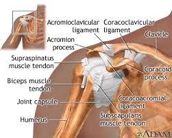These are located in the shoulder blade area, and each related tendon also attaches. Shoulder Pain Uf Health University Of Florida Health