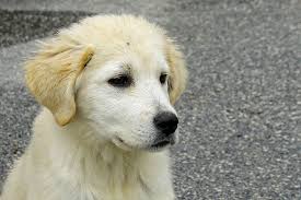 We did not find results for: The Maremma Sheepdog A Breed That Spans The Ages Animal Corner