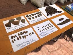 Pangolins, sometimes known as scaly anteaters, are mammals of the order pholidota (/fɒlɪˈdoʊtə/, from ancient greek ϕολιδωτός 'clad in scales'). Singapore Seizes Record Haul Of Pangolin Scales Enroute To Vietnam Reuters