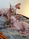 Get the Cheap Sphynx Kittens for Sale at an Affordable ...