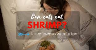 Can cats eat tomatoes safely? Can Cats Eat Shrimp Is Shrimp Consumption Safe For Your Feline