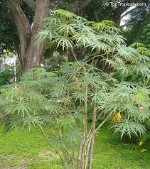 Image result for Jatropha multifida