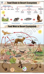 food chain in desert ecosystem for general chart