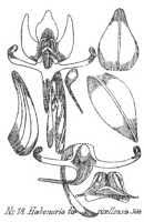 Image result for Habenaria hologlossa