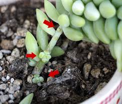 多肉植物の葉挿し 大量増殖のもくろみ Saboten World