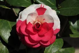 Camellia Japonica La Peppermint Amazing Flowers Camellia Flower Flowers