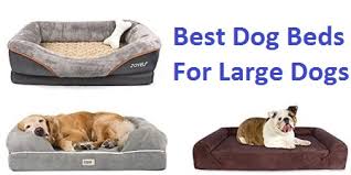 We did not find results for: Stain Resistant Features Super Soft Comfy Cotton Beautiful Modern Design Pet Lounge Polyester Water Resistant Removable Cover Large Grey Plush Solid Pattern Dog Bed Brigs Com