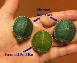 Emerald Red Eared Sliders For Sale From The Turtle Source Turtle Care Pet Turtle Turtle Habitat