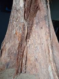 Image result for Terminalia superba