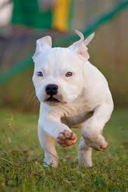 Pin On Pit Bull