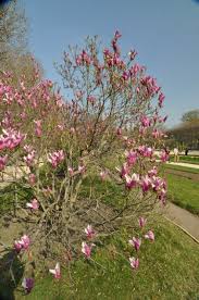 Prune annually for best fruit production. 7 Great Flowering Trees For North Carolina Progardentips