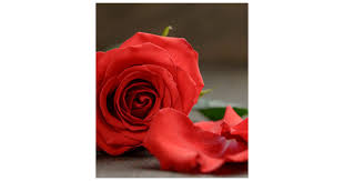 Doris Spicer Obituary (2023)