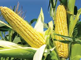 Corn acres already lost in North Dakota after recent rains - Markets -  Business Recorder