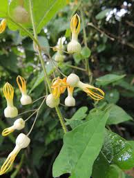 Image result for Riocreuxia torulosa