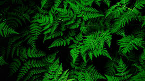 Wallpapers in ultra hd 4k 3840x2160, 8k 7680x4320 and 1920x1080 high definition resolutions. Fern Tree Leaves Hd Wallpaper 4k Ultra Hd Hd Wallpaper Wallpapers Net