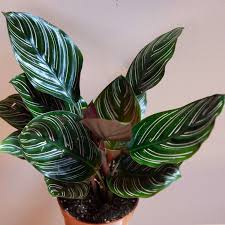 Image result for calathea