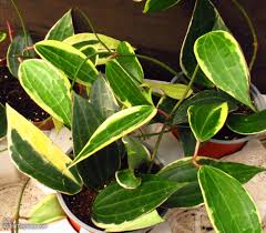 Image result for Carvalhoa macrophylla