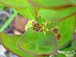 Image result for Santalaceae