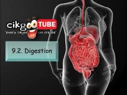 By nirmala josephine 14053 views. Biology Kssm Form 4 9 2 Digestion Youtube