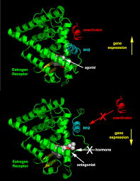 Image result for Selective Estrogen Receptor Modulator