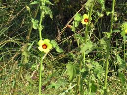 Image result for Hibiscus panduriformis