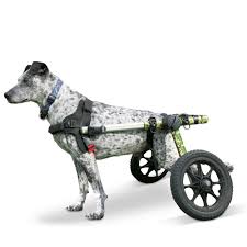 The puppies are born white due to a gene passed down from past crosses with dalmatians. Walkin Wheels Dog Wheelchair For Med Large Dogs 50 69 Pounds Veterinarian Approved Dog Wheelchair For Back Legs Walmart Com Walmart Com