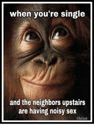 We did not find results for: When You Re Single And The Neighbors Upstairs Are Having Noisy Sex Meme On Me Me