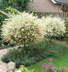 секрет раскрыт лучшее удобрение всех времен чай из травы Pin Na Doshci Kvitnik