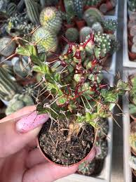 Image result for Euphorbia schinzii