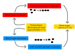 Maybe you would like to learn more about one of these? Homeostasis Wikipedia Bahasa Indonesia Ensiklopedia Bebas