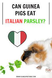 Pin On Guinea Pig Food And Diet
