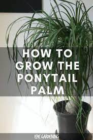 Ponytail Palm Care How To Grow Beaucarnea Recurvata Epic Gardening Ponytail Palm Care Palm Trees Garden Plants